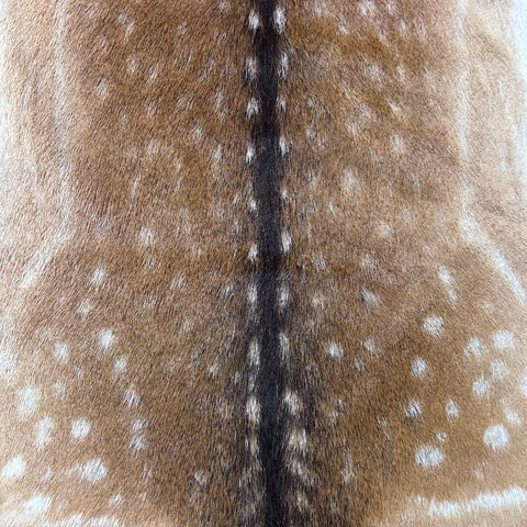 Fallow Deer Skin # D-980 (size 43X38") Real Chital Deer Skin - Leather for upholstery, Deer skin for wallets, hand bags, deer rug