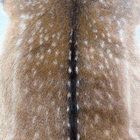 Fallow Deer Skin # D-980 (size 43X38") Real Chital Deer Skin - Leather for upholstery, Deer skin for wallets, hand bags, deer rug
