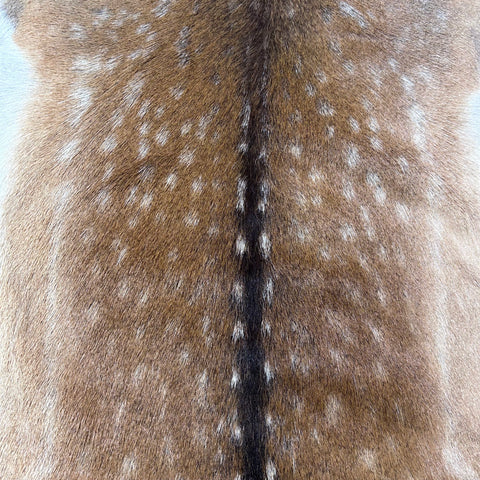 Fallow Deer Skin # D-980 (size 43X38") Real Chital Deer Skin - Leather for upholstery, Deer skin for wallets, hand bags, deer rug