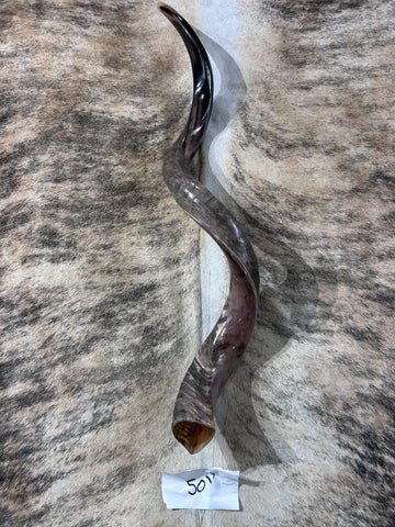 Kudu Yemenite Horn Shofar or Trumpet + Ram Horn - Size XXL (Half Polished) - Size: Approx. 38" measured straight)/ above 45" around the curls