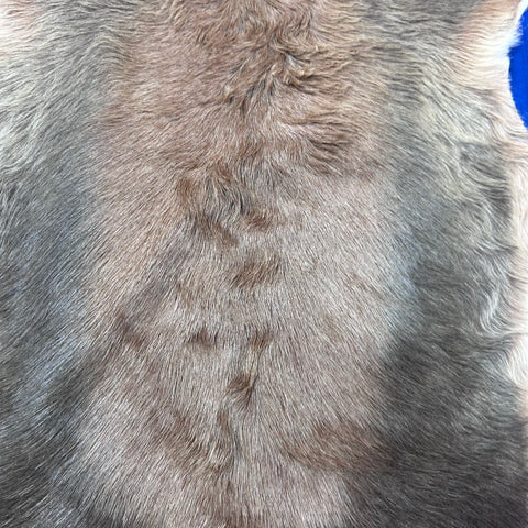 Juvenile Blesbok Skin - Deer Leather Rug Deer skin for wallets, hand bags, deer floor rug - Blesbok Hide Young Blesbok Skin D-985