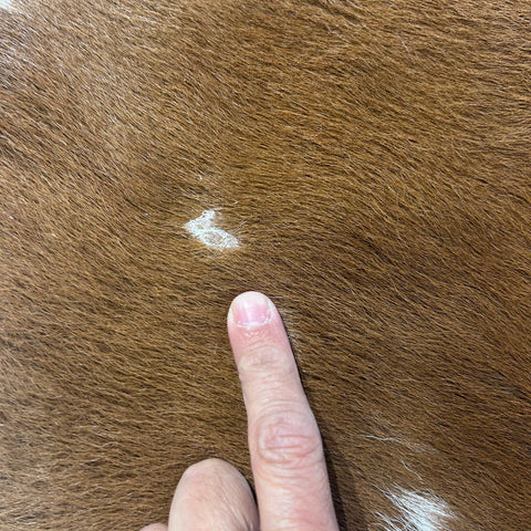Brown and White Calf Skin (longish hair/ some bald spots) Size: 42x37" X-003