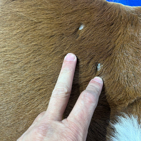 Brown and White Calf Skin (longish hair/ some bald spots) Size: 42x37" X-003