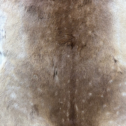 Fallow Deer Skin Size: 45x40" F-006