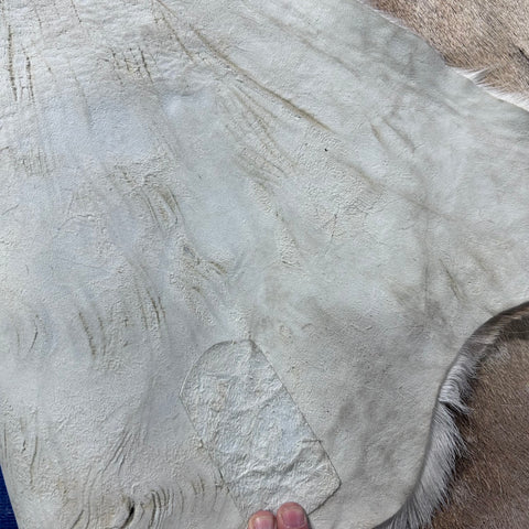 Fallow Deer Skin Size: 45x40" F-006