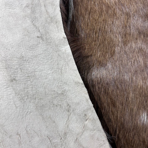 Bushbuck Skin Size: 45x35" F-007