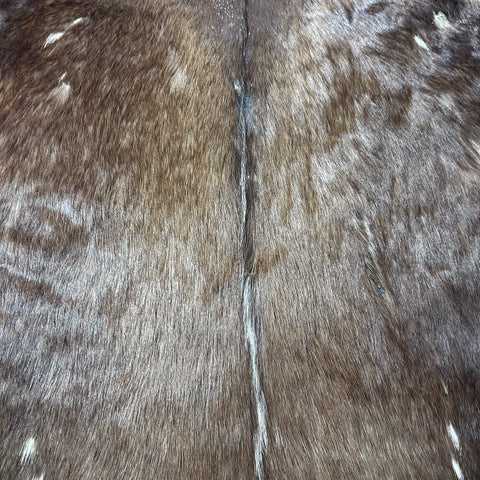 Bushbuck Skin Size: 43x39" F-008