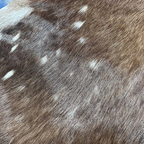 Bushbuck Skin Size: 43x39" F-008