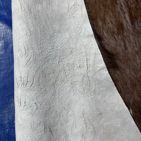 Bushbuck Skin Size: 43x39" F-008