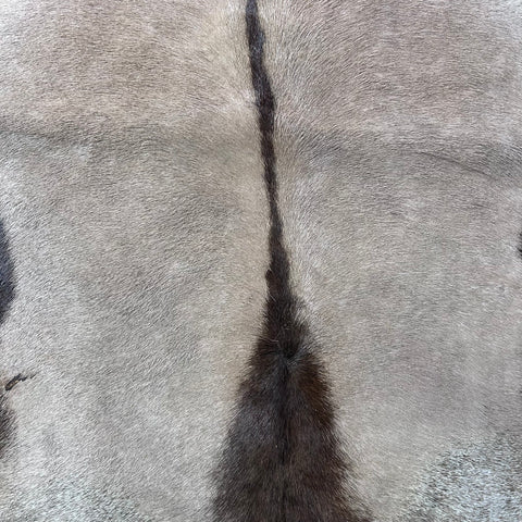 Gemsbok Skin (Tail is 18"/Tail is glued on) Size: 59x48" F-009