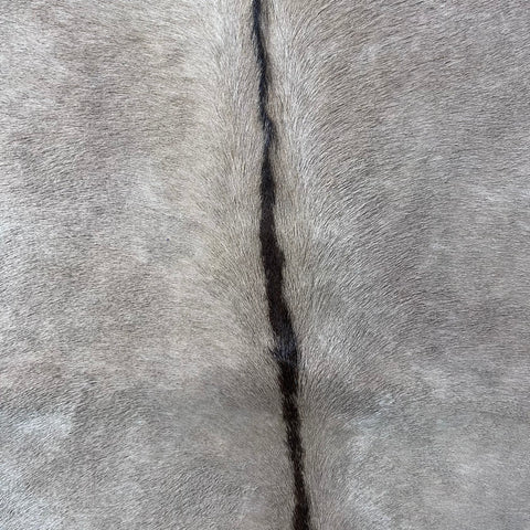 Gemsbok Skin (Tail is 18"/Tail is glued on) Size: 59x48" F-009