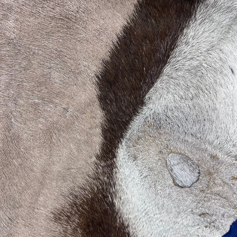Gemsbok Skin (Tail is 18"/Tail is glued on) Size: 59x48" F-009
