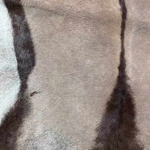 Gemsbok Skin (Tail is 18"/Tail is glued on) Size: 59x48" F-009