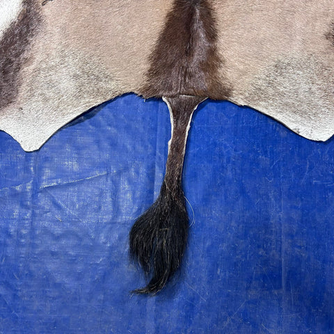 Gemsbok Skin (Tail is 18"/Tail is glued on) Size: 59x48" F-009