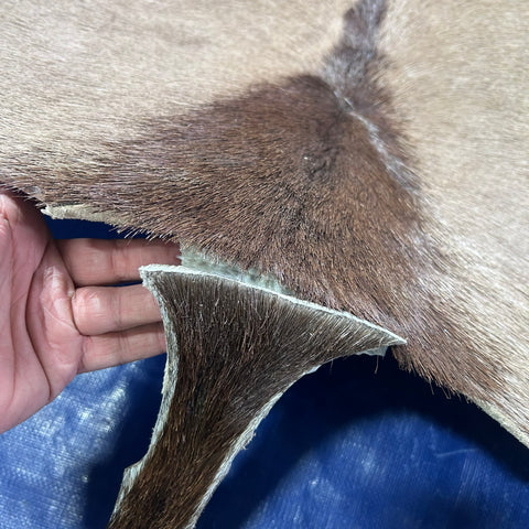 Gemsbok Skin (Tail is 18"/Tail is glued on) Size: 59x48" F-009