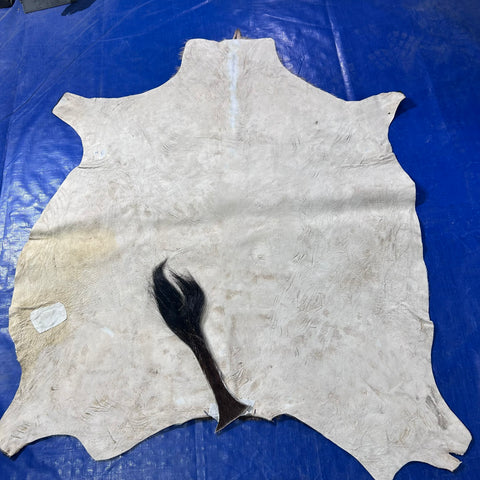 Gemsbok Skin (Tail is 18"/Tail is glued on) Size: 59x48" F-009