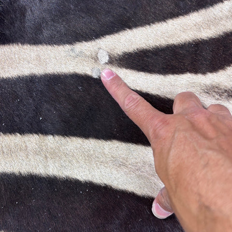 Real Zebra Skin Rug Hide # 52 HUGE Size: 9X7 feet Genuine Burchells Zebra Hide