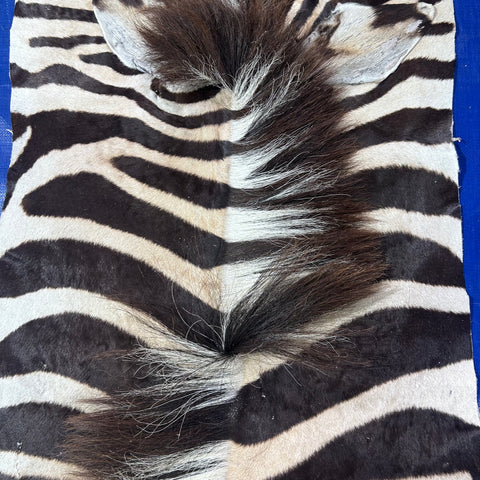 Real Zebra Skin Rug Hide # 52 HUGE Size: 9X7 feet Genuine Burchells Zebra Hide