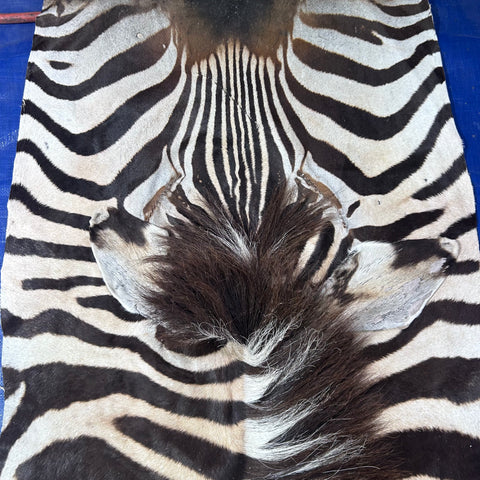 Real Zebra Skin Rug Hide # 52 HUGE Size: 9X7 feet Genuine Burchells Zebra Hide
