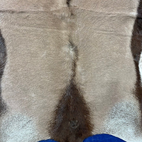 Gemsbok Skin (Tail is 17") Size: 52x40" F-010