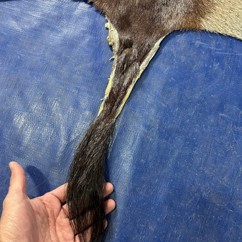Gemsbok Skin (Tail is 17") Size: 52x40" F-010