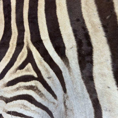 Real Zebra Skin Rug Hide # 52 HUGE Size: 9X7 feet Genuine Burchells Zebra Hide