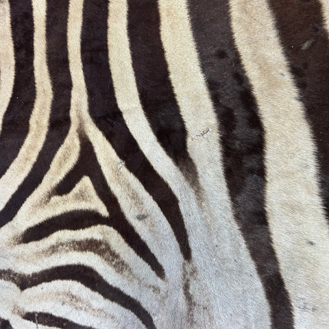 Real Zebra Skin Rug Hide # 52 HUGE Size: 9X7 feet Genuine Burchells Zebra Hide