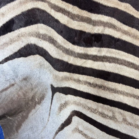Real Zebra Skin Rug Hide # 52 HUGE Size: 9X7 feet Genuine Burchells Zebra Hide