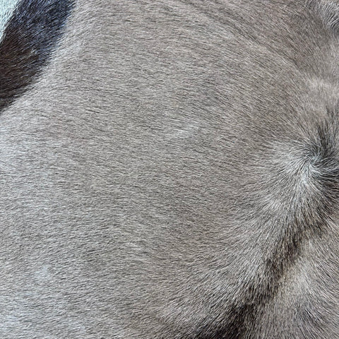 Gemsbok Skin (Tail is 17") Size: 52x40" F-010
