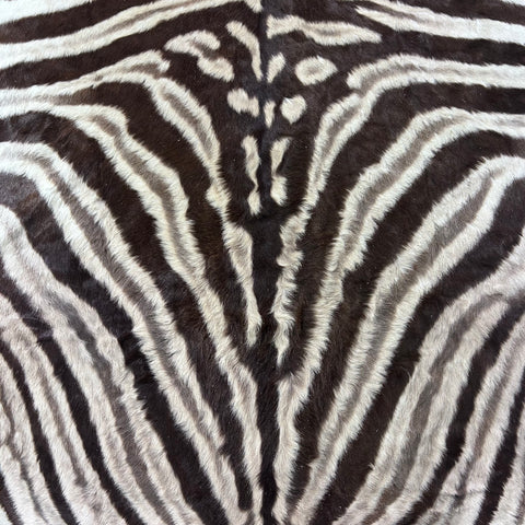 Real Zebra Skin Rug Hide # 53 Size: 6X5.5 feet Genuine Burchells Zebra Hide