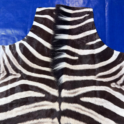Real Zebra Skin Rug Hide # 53 Size: 6X5.5 feet Genuine Burchells Zebra Hide