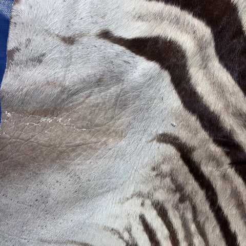 Real Zebra Skin Rug Hide # 53 Size: 6X5.5 feet Genuine Burchells Zebra Hide