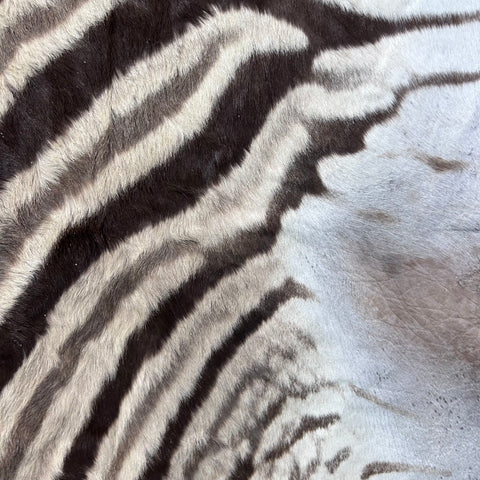 Real Zebra Skin Rug Hide # 53 Size: 6X5.5 feet Genuine Burchells Zebra Hide
