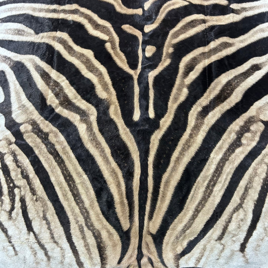 Real Zebra Skin Rug # 81 (Felted/Tail is 28") Size: 9x6 feet Genuine Burchells