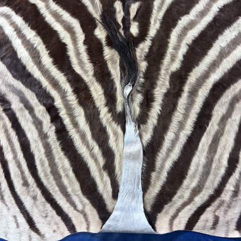 Real Zebra Skin Rug Hide # 53 Size: 6X5.5 feet Genuine Burchells Zebra Hide