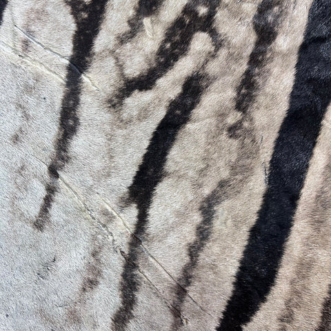 Real Zebra Skin Rug # 81 (Felted/Tail is 28") Size: 9x6 feet Genuine Burchells