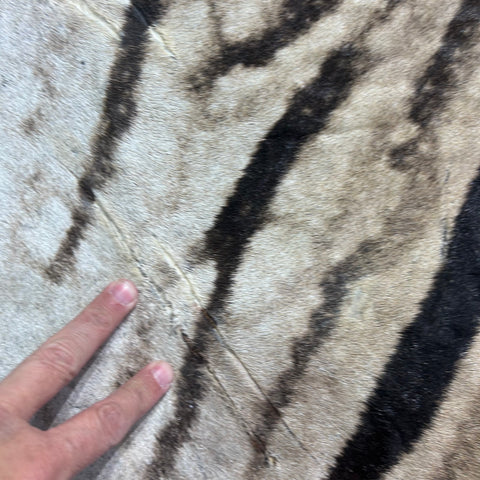 Real Zebra Skin Rug # 81 (Felted/Tail is 28") Size: 9x6 feet Genuine Burchells
