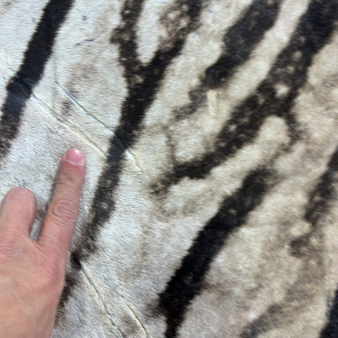 Real Zebra Skin Rug # 81 (Felted/Tail is 28") Size: 9x6 feet Genuine Burchells