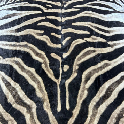 Real Zebra Skin Rug # 81 (Felted/Tail is 28") Size: 9x6 feet Genuine Burchells