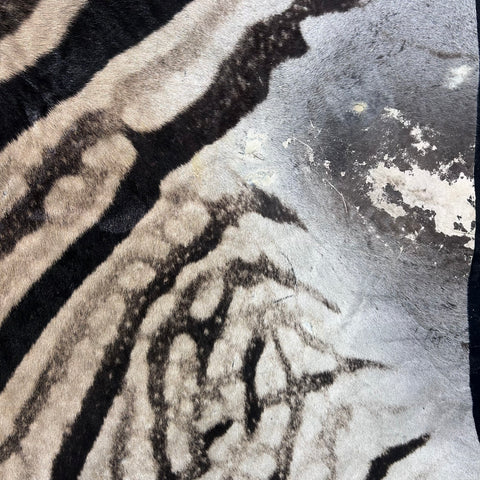 Real Zebra Skin Rug # 81 (Felted/Tail is 28") Size: 9x6 feet Genuine Burchells