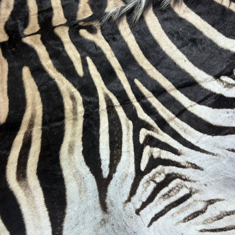 Real Zebra Skin Rug # 81 (Felted/Tail is 28") Size: 9x6 feet Genuine Burchells