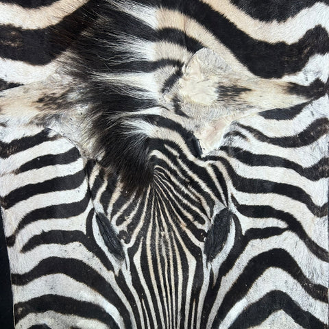 Real Zebra Skin Rug # 81 (Felted/Tail is 28") Size: 9x6 feet Genuine Burchells