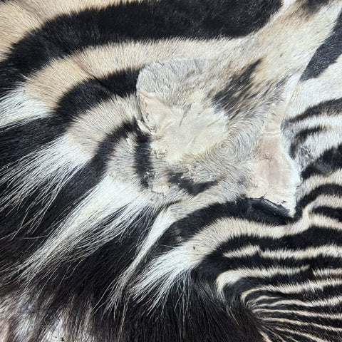 Real Zebra Skin Rug # 81 (Felted/Tail is 28") Size: 9x6 feet Genuine Burchells