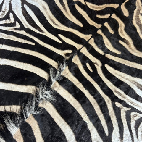 Real Zebra Skin Rug # 81 (Felted/Tail is 28") Size: 9x6 feet Genuine Burchells