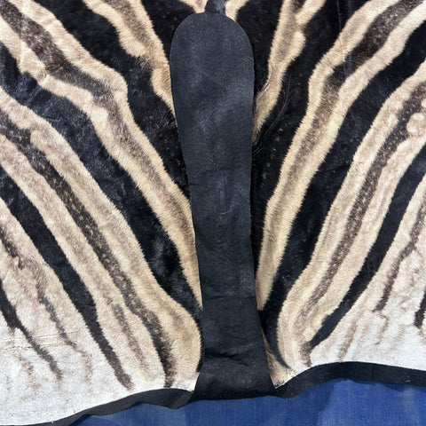 Real Zebra Skin Rug # 81 (Felted/Tail is 28") Size: 9x6 feet Genuine Burchells