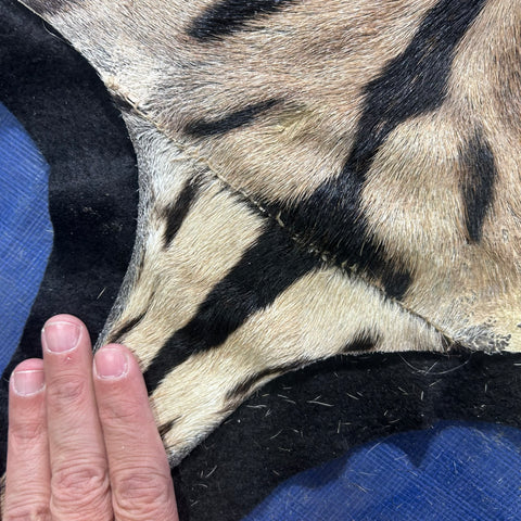 Real Zebra Skin Rug # 81 (Felted/Tail is 28") Size: 9x6 feet Genuine Burchells
