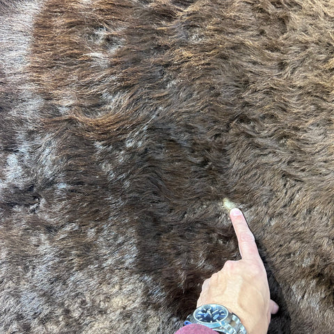 Bison Skin Rug (full tail) Size: 8x8 feet # 15