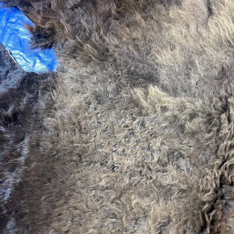 Bison Skin Rug (full tail) Size: 8x8 feet # 15