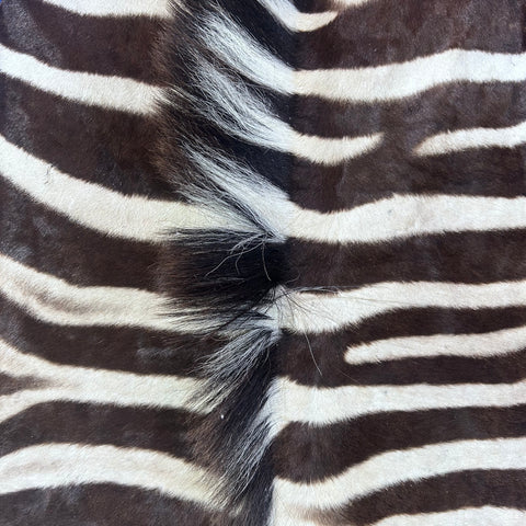 Real Zebra Skin Rug Hide # 55 Size: 6X6 feet Genuine Burchells Zebra Hide