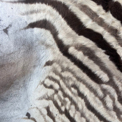 Real Zebra Skin Rug Hide # 55 Size: 6X6 feet Genuine Burchells Zebra Hide